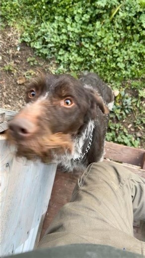German Wirehaired Pointer! #dogshorts #germandogs #huntingdog