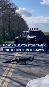 SEE YA LATER: An alligator in Boynton Beach, Florida stunned onlookers as it took its time crossing the road with a turtle trapped in its jaws. | Fox News