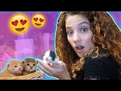 I GOT ANOTHER KITTEN!?!?