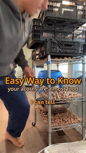 Acorns are human food too 🐿️ Getting your acorns to dry is one of the essential first steps for long term acorn storage! Once they’re dry, they’ll store indefinitely in a cool dry place! 😎 These northern red oak acorns are drying so differently than the bur oak acorns! Cool to see the differences I’m learning so much about eating acorns! 🎉 @healingecosystems and I are hosting a virtual class this Sunday! Happy cooking! #columbus #614 #healthy #foraging #chef #ohio #food #sustainability #susta