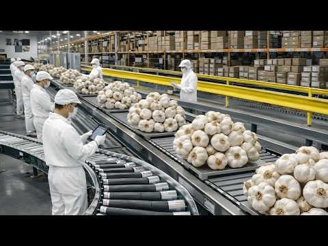 Inside a Modern Garlic Factory: From Fresh Cloves to Packaged Garlic Powder (Full Process)