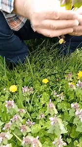 96K views · 1.2K reactions | Mrtva kopriva (Lamium purpureum. L) djeluje protuupalno, antibakterijski i antigljivično Part 3 | Za svaku bolest trava raste Mrphsci Sejfudin Tokić | Facebook