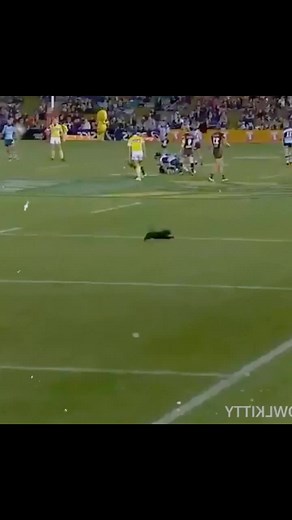 Black Cat Scores an Amazing Goal on Field! #Cat #OwlKitty #GreenScreen