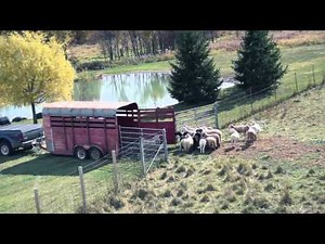 Sustainable Farming - Grass Fed Sheep and Free Range Trailer Loading!