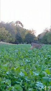 Hunting Deer: How To Hunt Smart In The Evening Like A Pro | Hunting Strategies | Facebook