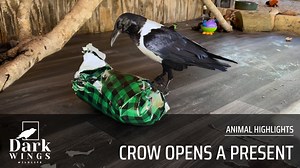 We love giving our African pied crow gifts, and she's particularly fond of wrapped presents... but we've never given her a present this big! What gift should we give our crow next? #animals #crow #crows #bird #birds #birdlover #birdlovers #birdslover #coolanimals #cuteanimals #present #gift #wildlife | Dark Wings Wildlife & Education