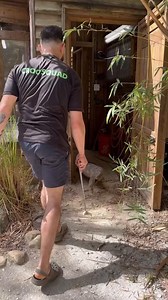 Max, our Black-throated monitor, out for a little enrichment around the area of his enclosure. 😎⁠ In the wild, Black-throated monitors use all of their muscles to chase and catch their prey. Letting Max explore outside his enclosure and chase his food is great enrichment. ⁠ ⁠ #Thisiswildflorida #wildflorida #bewild #Orlandofl #realflorida #floridawildlife #experiencekissimmee #visitorlando #thingstodoinorlando #kissimmee #lovefl | Wild Florida