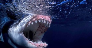 350-Million-Year-Old Shark Fossil With Unique Tooth Arrangement Unearthed From Inside World's Longest Cave System