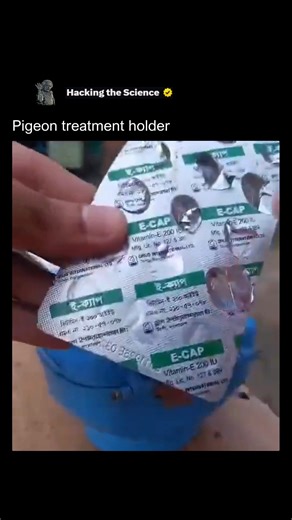 Hacking The Science on Instagram: "A pigeon treatment holder, as seen in this video, is a clever and humane device designed to securely hold a pigeon for examination or medical treatment. The simple yet effective design of the blue holder allows a veterinarian or bird enthusiast to safely handle the bird without causing it stress or injury. It’s a testament to the fact that even niche problems have engineered solutions. The device works by gently enclosing the bird's body, leaving its head and w