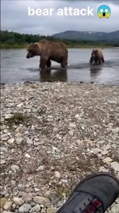 The Deadly Mistakes People Make in Bear Encounters#viral