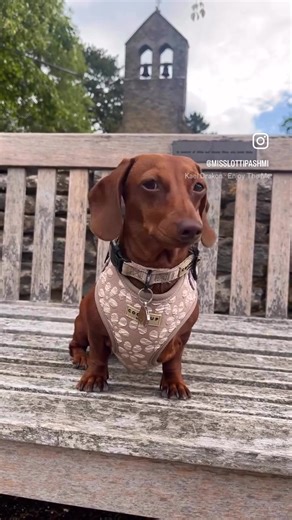 Miss Lotti the mini doxie on TikTok