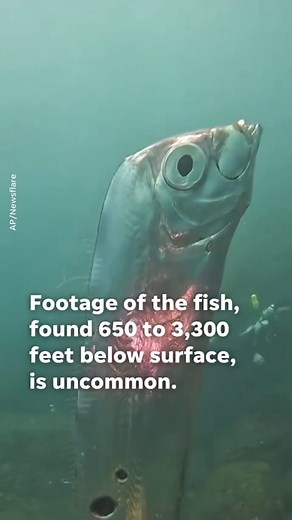 116K views · 60K reactions | A group of divers encountered a rare giant oarfish off the coast of Taiwan. The viral video, originally published by diving instructor Wang Cheng-Ru in June, shows the group coming upon the deep-sea fish in shallow water off the coast of the Ruifang District on the northeast corner of the island. | USA TODAY | Facebook