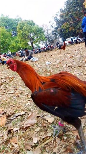 murga very Denger look and fight 🔥#aseel #rooster #murga 🔥