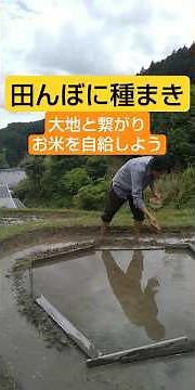 田んぼに種まき～お米を自給しよう～ #shorts
