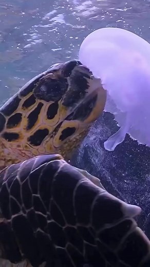 Turtles Eating Jellyfish: Incredible Moments Captured on Camera