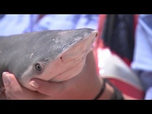 Bull sharks moving into the sounds of North Carolina. Here's what that means for the coast