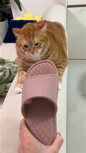 Cat playfully slaps slipper in Chongqing, China