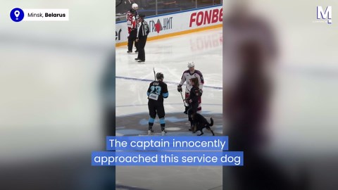 Glove thief! Dog 'bites' hockey captain