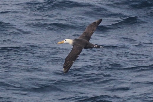 A Galapagos albatross' 3,000-mile detour to California puzzles scientists