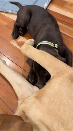 Trouble maker😈🤣🐶#LokiTheLab #puppy #edit #fyp #cute