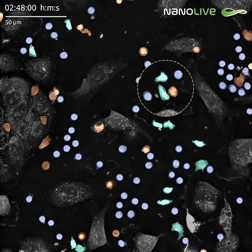 T cell potency and persistence with Nanolive’s LIVE T Cell Assay