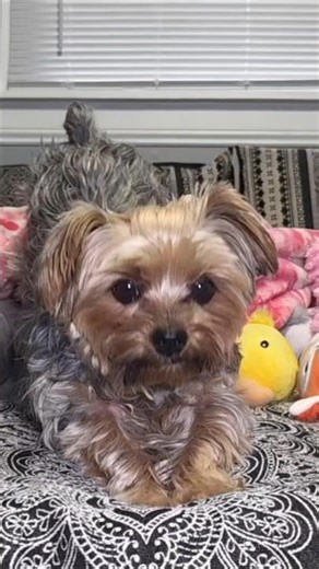 Cuteness Overload- Stretch Mode Activated 🐶✨ #shorts #yorkie #cutedog #ytshorts #viral #dogshorts