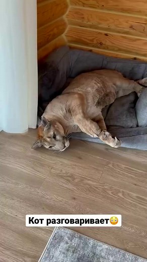 8.1K views · 169 reactions | Puma talks to the owner #Messi #Puma #CAT #pumbacaracal #animal #wild #forest #animallover #love #reels #reelsvideo #trend #viral #fyp #trendingnow #trendingreels #pet #petlover #reels2023 #foryou #best #bestvideos | PumbaCaracal | Facebook