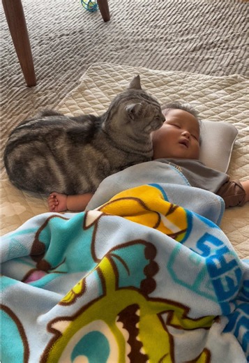 猫が寝かしつける？抱っこで甘える元野良猫どんすけ