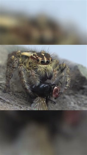 We Built Spider Brains Into Chips (And It Works) #AI #Innovation #Tech