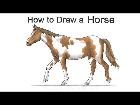 How to Draw a Horse (American Paint Horse)