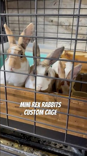 Mini Rex rabbits in custom cage