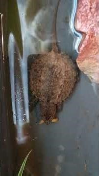 Baby alligator snapping turtle 🐢 loves mealworms