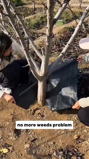 Crop and Craft on Instagram: "Stop Weeds Naturally Weed-control fabric blocks sunlight, stopping weed seeds from growing — no chemicals needed. A simple, clean way to reduce weeding and protect your crops. #reels #agriculture #farming #organicgardening #tiktok #usa #WeedControl #GardeningTips #WeedFabric #OrganicFarming #GardenHacks #NoHerbicides weed control, weed barrier, weed fabric, gardening, organic farming, soil care, garden hacks, no chemicals"