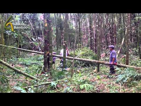 Guadua Bamboo Harvest and Treatment Process