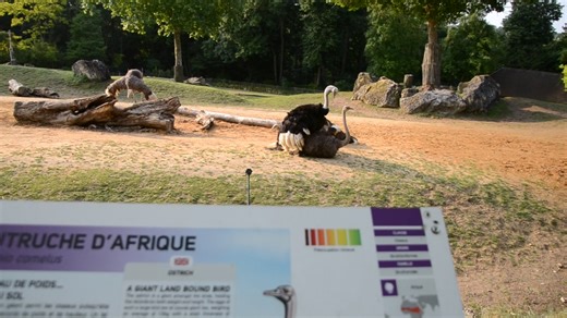 Une courte vidéo prise le 09 juin 2025, d'un accouplement d'autruches ! | Le ZooParc de Beauval vu par Didy
