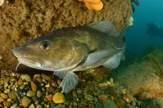 The story of cod and a case for rebuilding - Oceana Canada