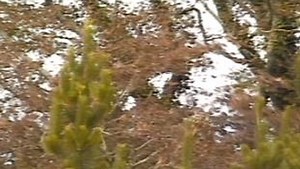 Tree Growing In Tuam