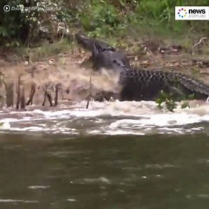 “Oh my god he attacked her”. The moment a large male croc attacks a female one in Queensland 😳 | News.com.au