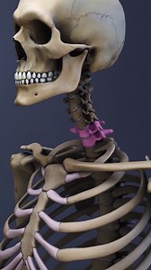 53K views · 661 reactions | Need to know what happens when the C6-C7 spinal segment is compressed? 易 This video breaks down cervical spine compression, nerve root impingement, and spinal cord damage at the C6-C7 level — symptoms, causes, and warning signs you shouldn't ignore! ⚠️ Learn how this type of injury can affect your arms, hands, and overall mobility. #C6C7 #cervicalspinehealth #spinalcordinjury #neckpainrelief | Spine-health | Facebook