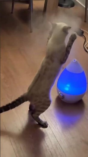 Is this cat getting high? 😼💨