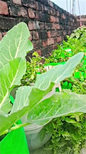 healthy vegetabl🥦#shortsvideo #trendingvideo #natural beauty