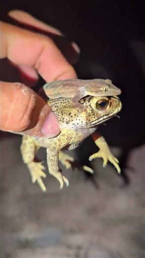 catching frogs and toads lizard so funny boing boing | Boing Funny froggy | LOL Frogs Funny