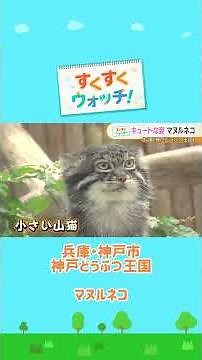 The world's most famous cat, the Pallas's cat, at Kobe Animal Kingdom #shorts #YomiuriTVNews #juu...