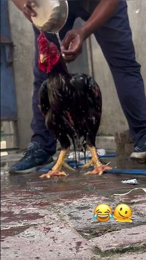 aseel hen fight in back 😱😱#aseelmurga #rooster #chicken #youtubeshorts