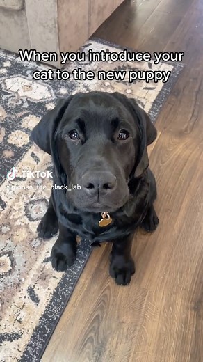 How to Introduce a Cat to a New Dog