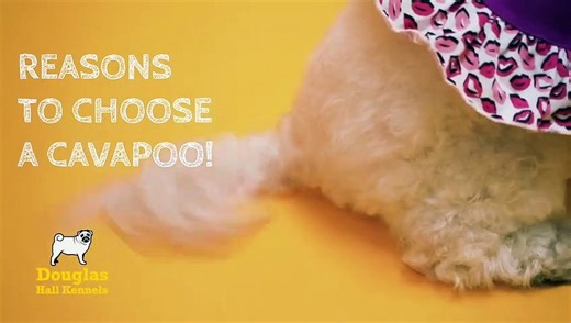 Cavapoo Puppies For Sale UK | Douglas Hall Kennels