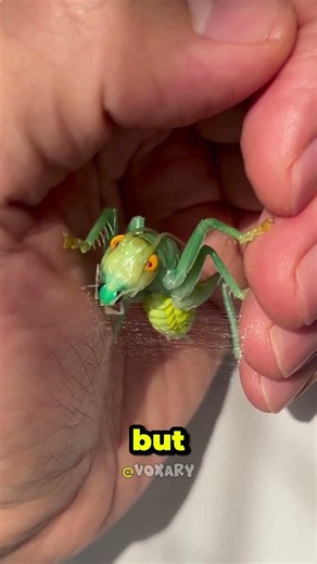 This Tiny Insect Built a Cocoon on a Man's Hand 😳🦗 #shorts