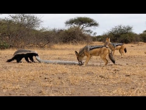 Honey Badger & Jackal vs Python | Brutal Wild Attack