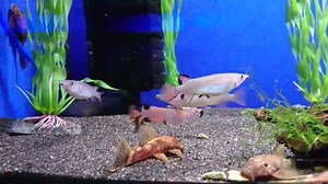 1.3K views · 13 reactions | Celebes Halfbeak (Nomorhamphus liemi) is...