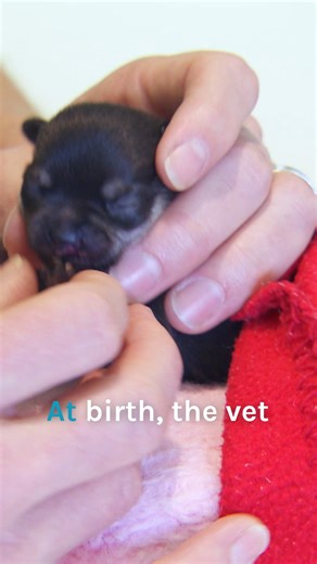 Cleft lip surgery to save 8-day-old puppy ⚠️ | Bondi Vet